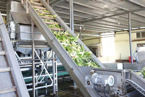 国内首条鲜玉米棒加工线 在鞍山运行投产